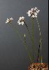 <em>Strumaria truncata</em>
